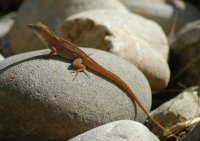 Lizard on rock